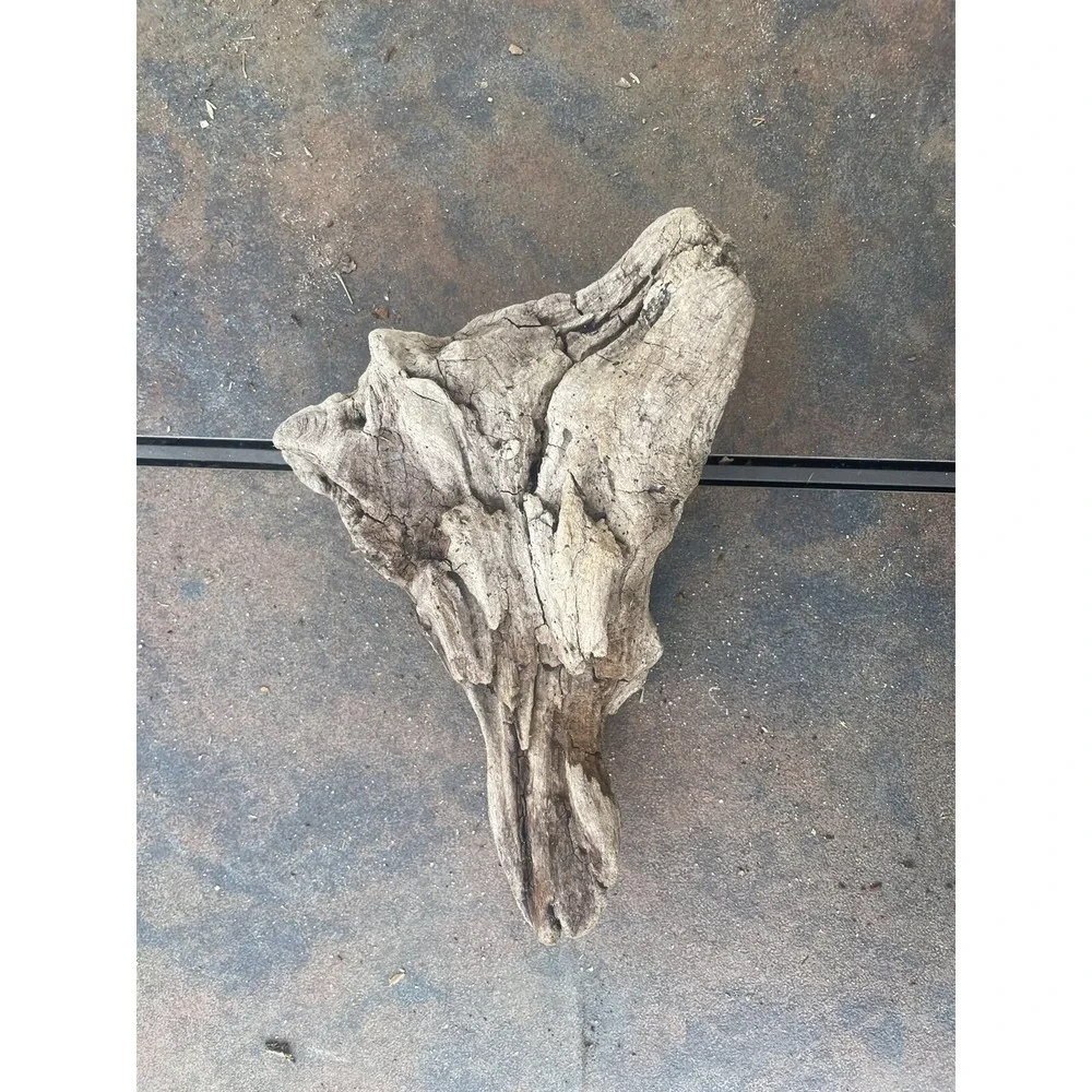Natural Driftwood for Plants Terrarium‎ Taxidermy Art Projects